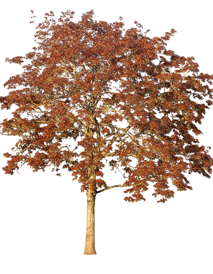 Maple, Deborah Norway (Acer Platanoides 'Deborah') - Shade Trees