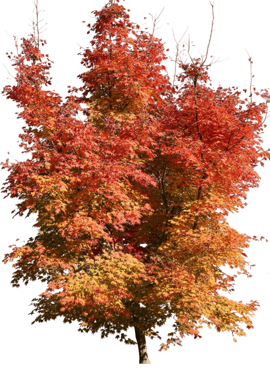 northern glow® japanese maple low branch (Acer Pseudosieboldianum X Palmatum Northernglow 'Hasselkus') - Shade trees