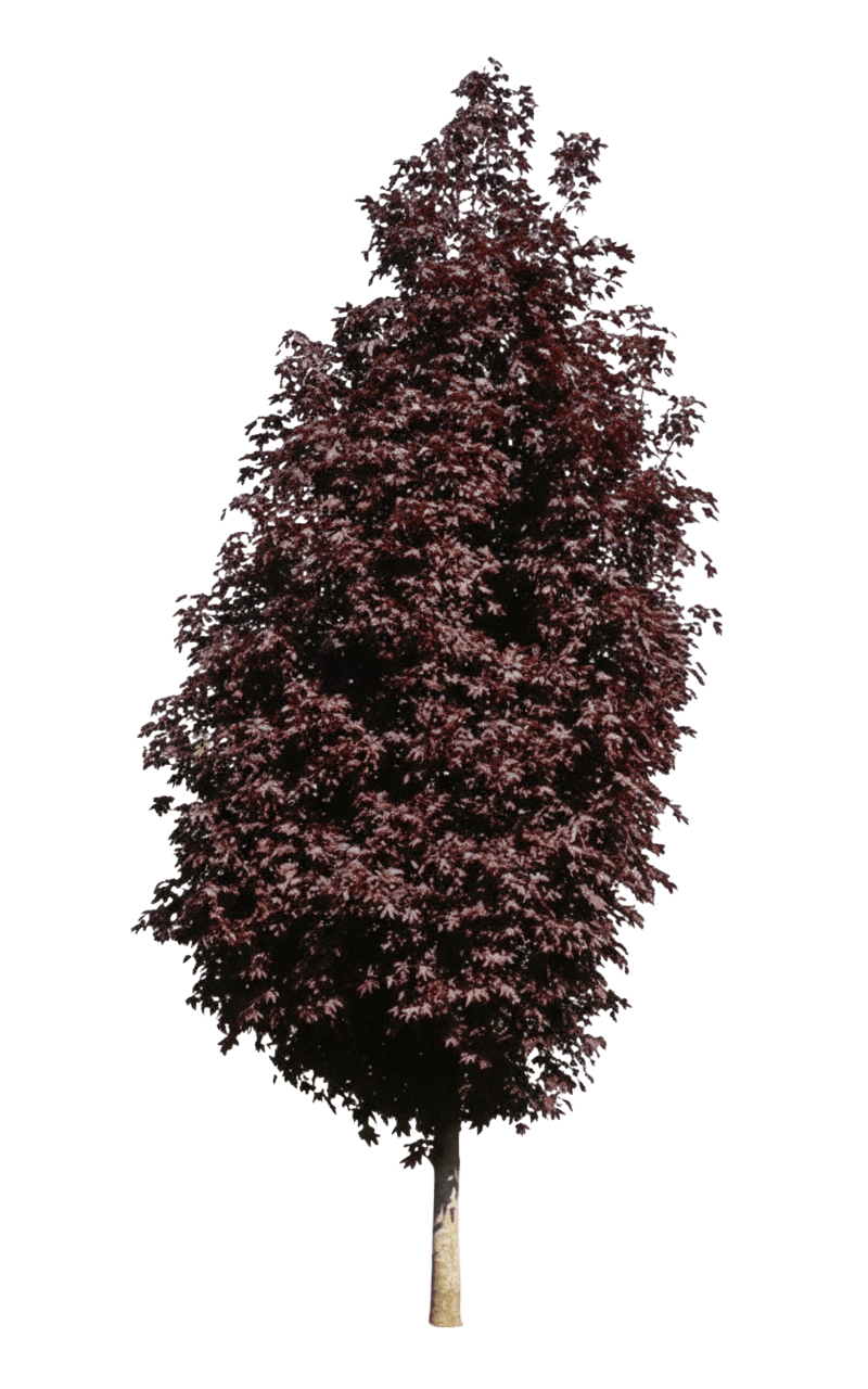 Crimson Sunset® Maple (Acer Truncatum X A.Platanoides Crimsonsunset 'Jfs-Kw202') - Shade Trees