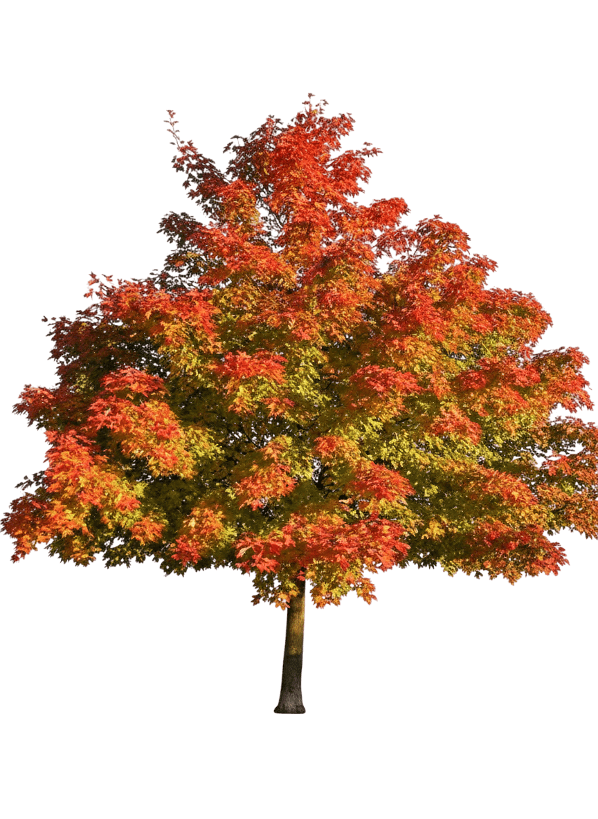 urban sunset® maple (Acer Truncatum X A.Platanoides Urban Sunset 'Jfs-Kw187') - Shade trees