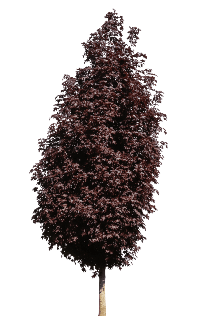 Maple, Crimson Sunset *Call For Availability* (Acer Truncatum X Platanoides ‘Crimson Sunset’) - Shade Trees