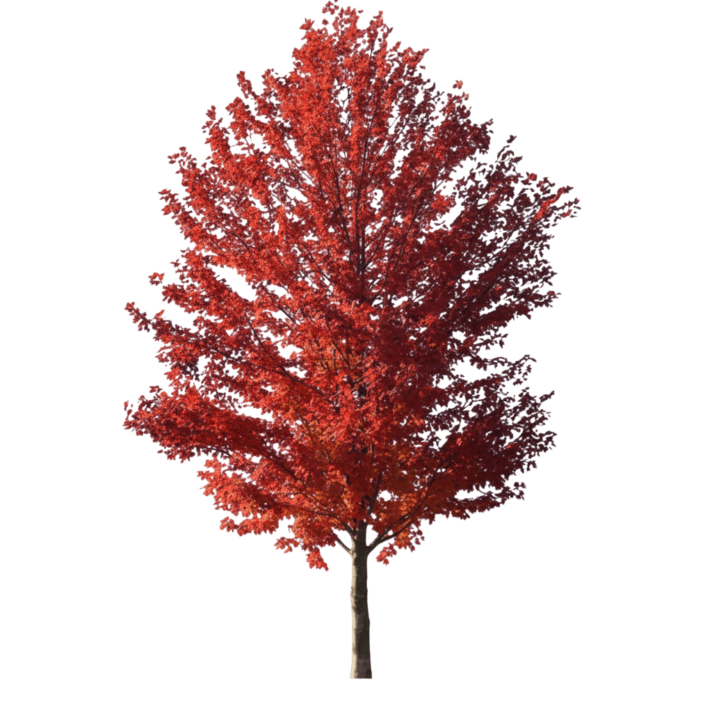 Autumn Blaze Freeman Maple (Acer X Freemanii Autumn Blaze 'Jeffersred') - Shade Trees