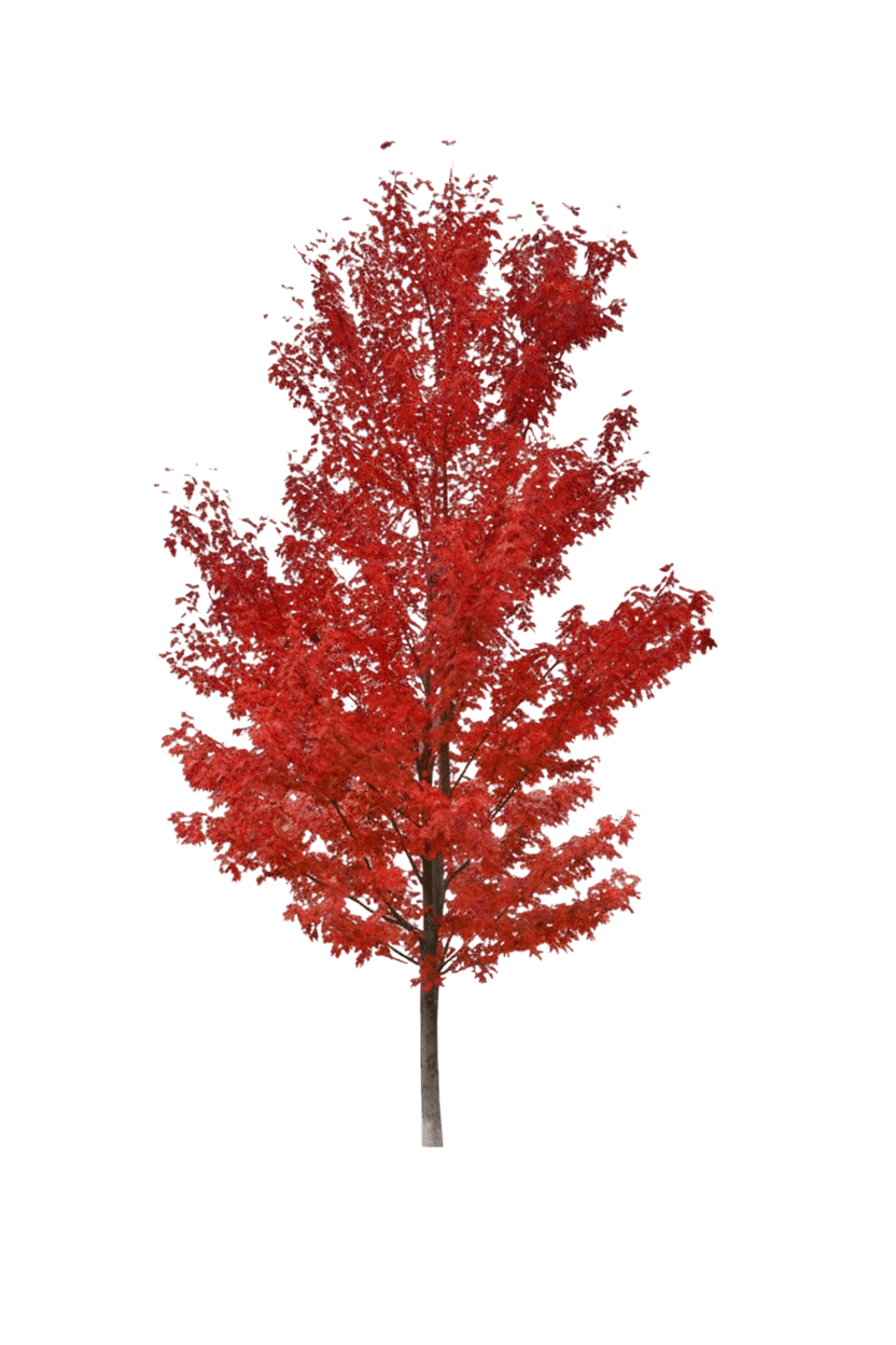 Autumn Fantasy Freeman Maple (Acer X Freemanii Autumn Fantasy 'Dtr 102') - Shade Trees