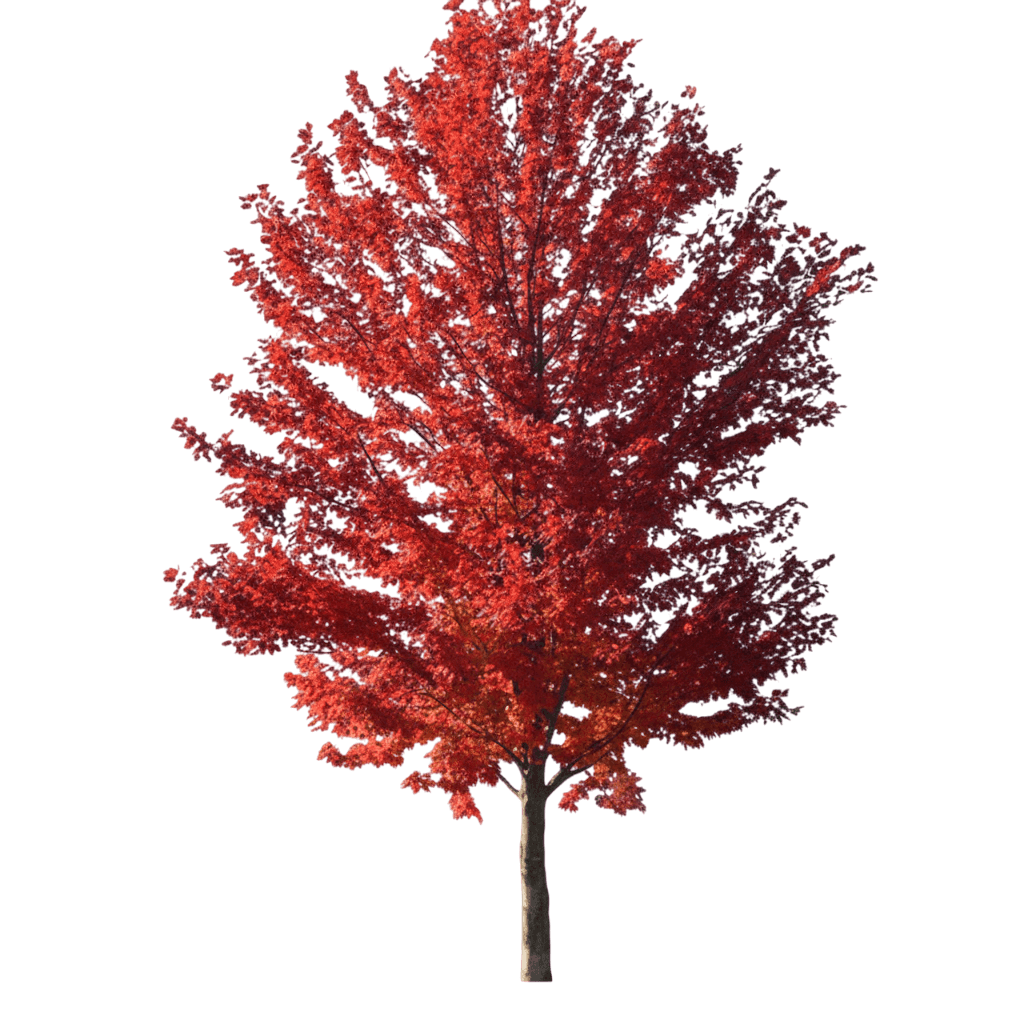 Firefall Freeman Maple (Acer X Freemanii 'Firefall') - Shade Trees