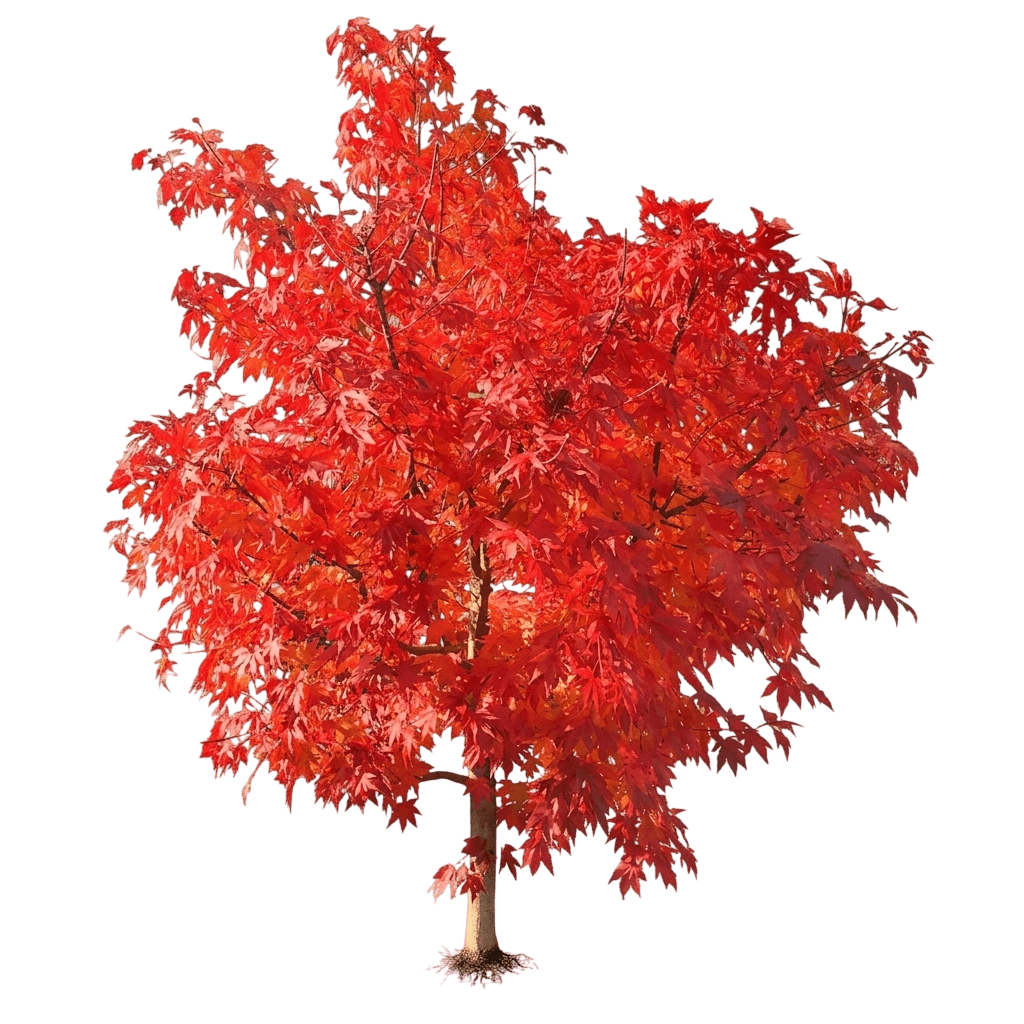 Maple, Final Fire® (Acer X Pseudosieboldianum Final Fire 'Isfinfi') - Flowering Trees