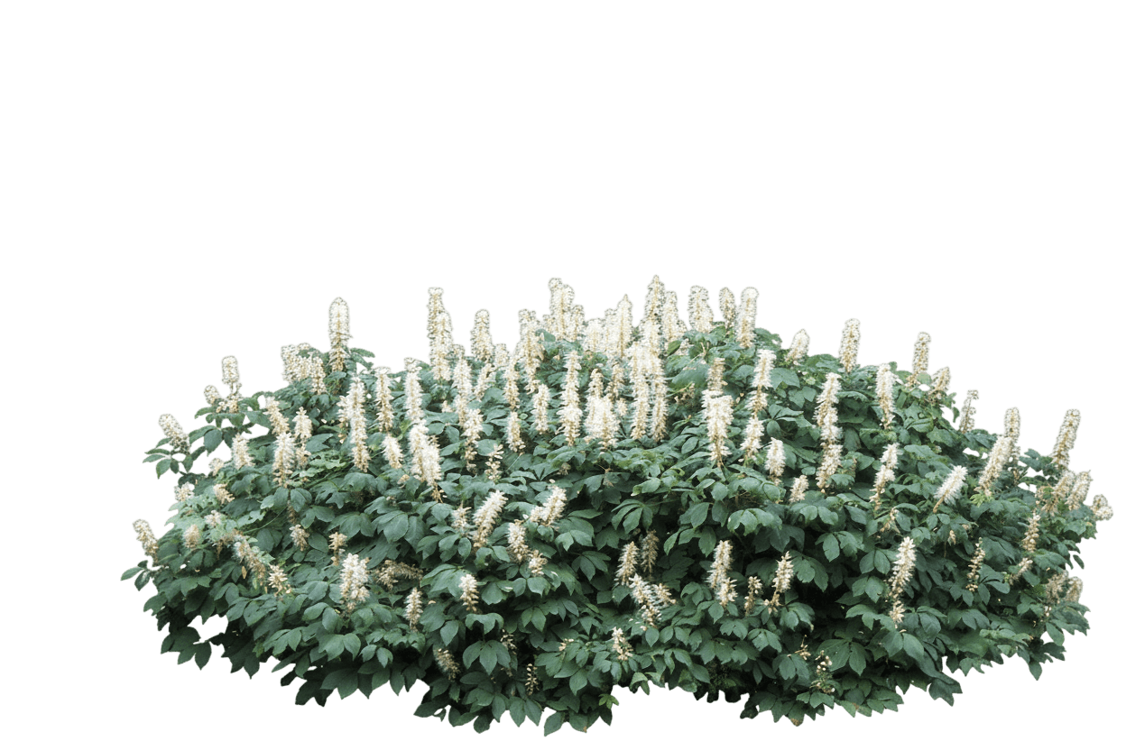 Bottlebrush Buckeye (Aesculus Parviflora) - Ground Layers