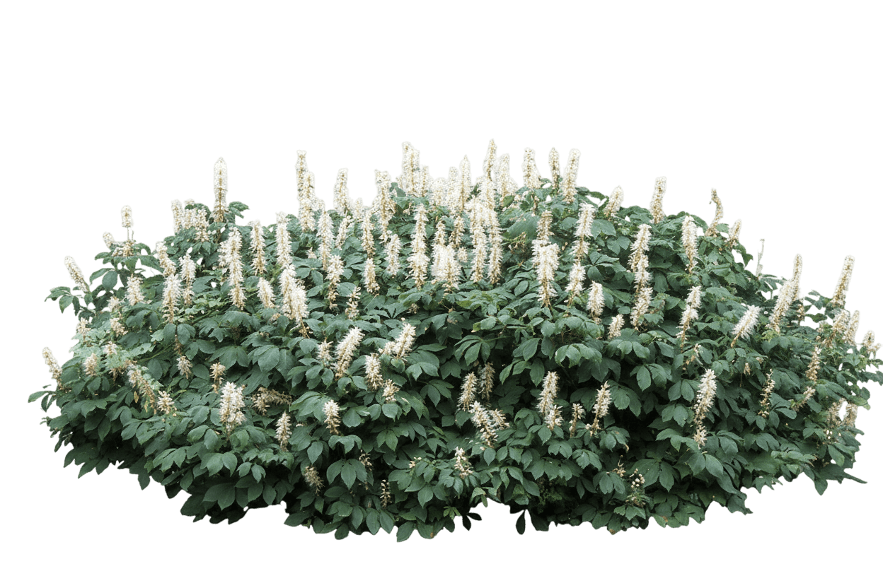 Rogers Bottlebrush Buckeye (Aesculus Parviflora Var. Serotina 'Rogers') - Ground Layers