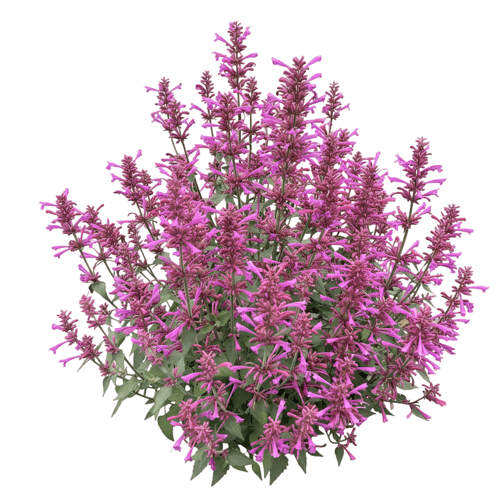 Heatwave Hyssop (Agastache 'Heatwave') - Perennials