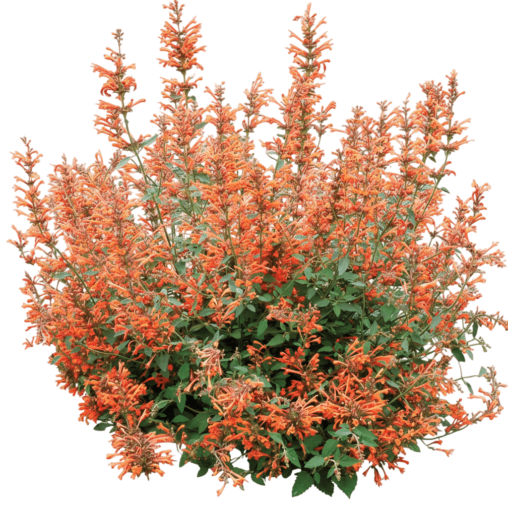 kudos mandarin hyssop (Agastache Kudos 'Kudos Mandarin') - Perennials