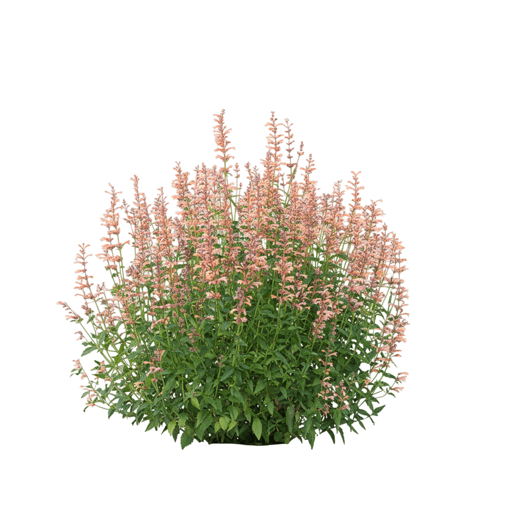 Hummingbird Mint (Agastache Meant To Bee™ 'Queen Nectarine') - Perennials