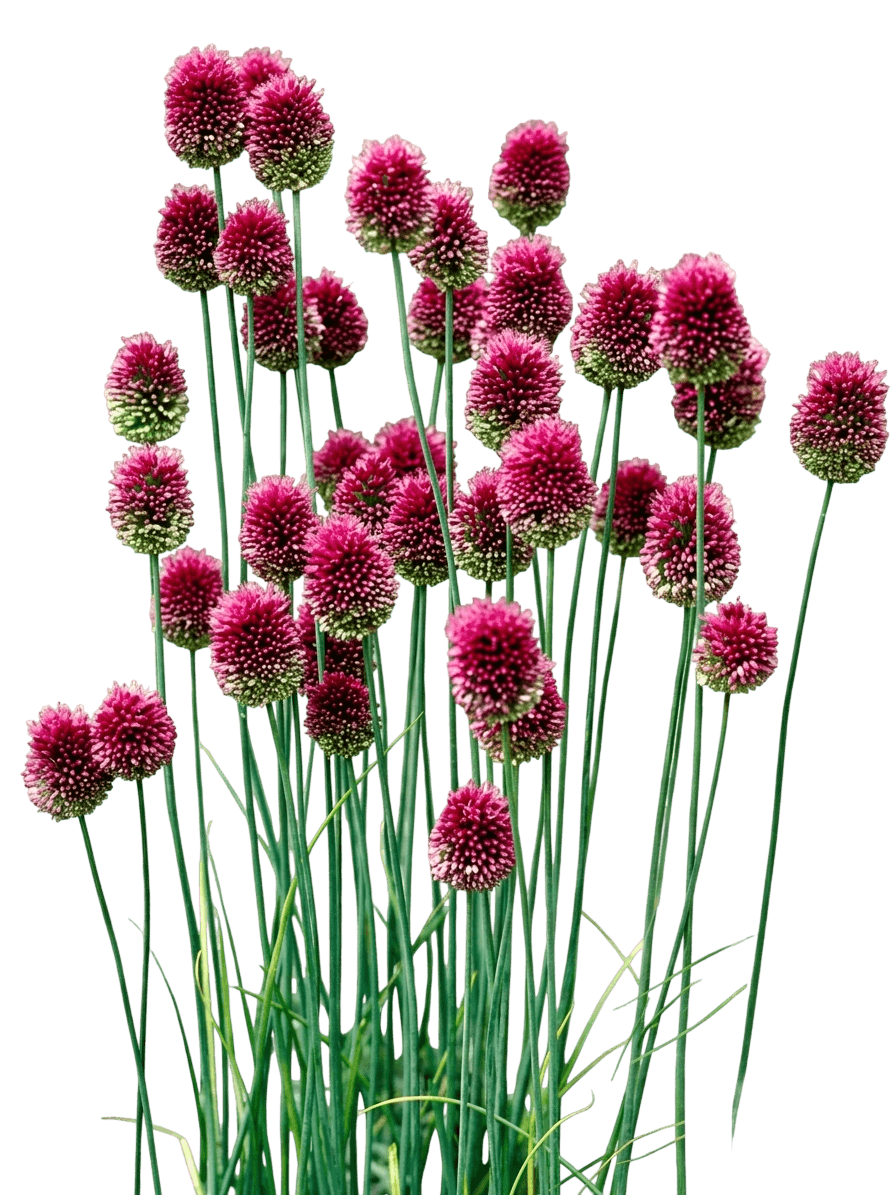 Drumstick Allium (Allium Sphaerocephalon) - Perennials