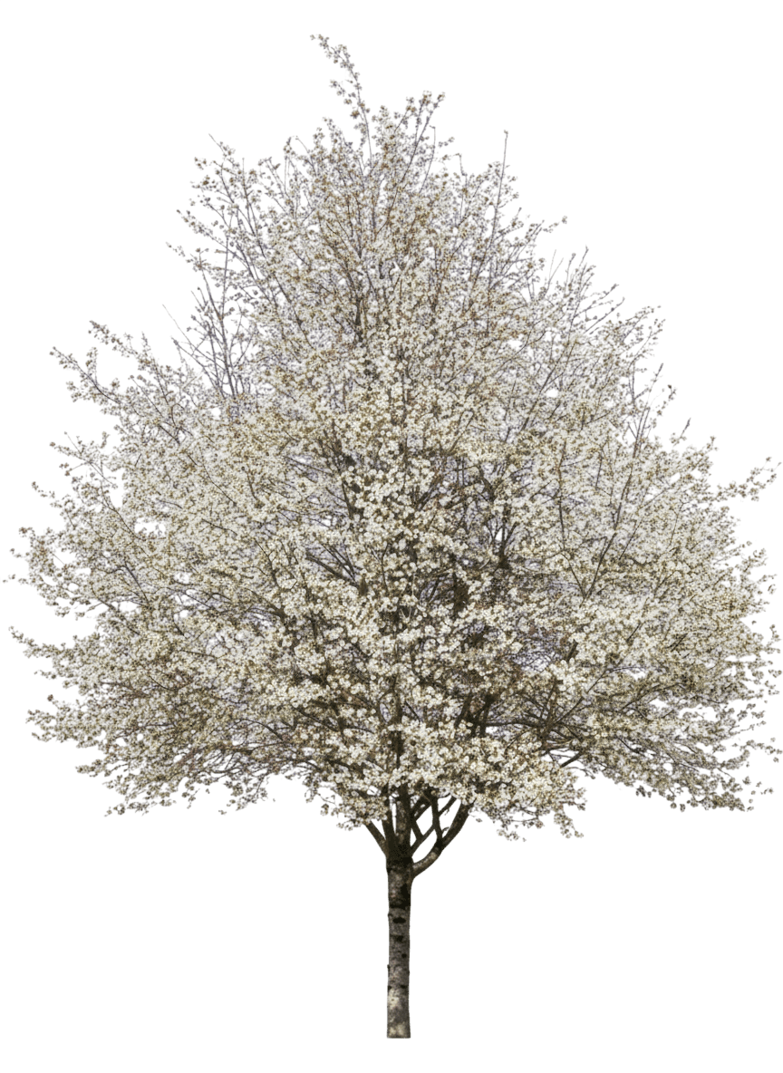 Spring Flurry® Serviceberry Tree Form (Amelanchier Laevis Spring Flurry 'Jfs-Arb') - Flowering Trees