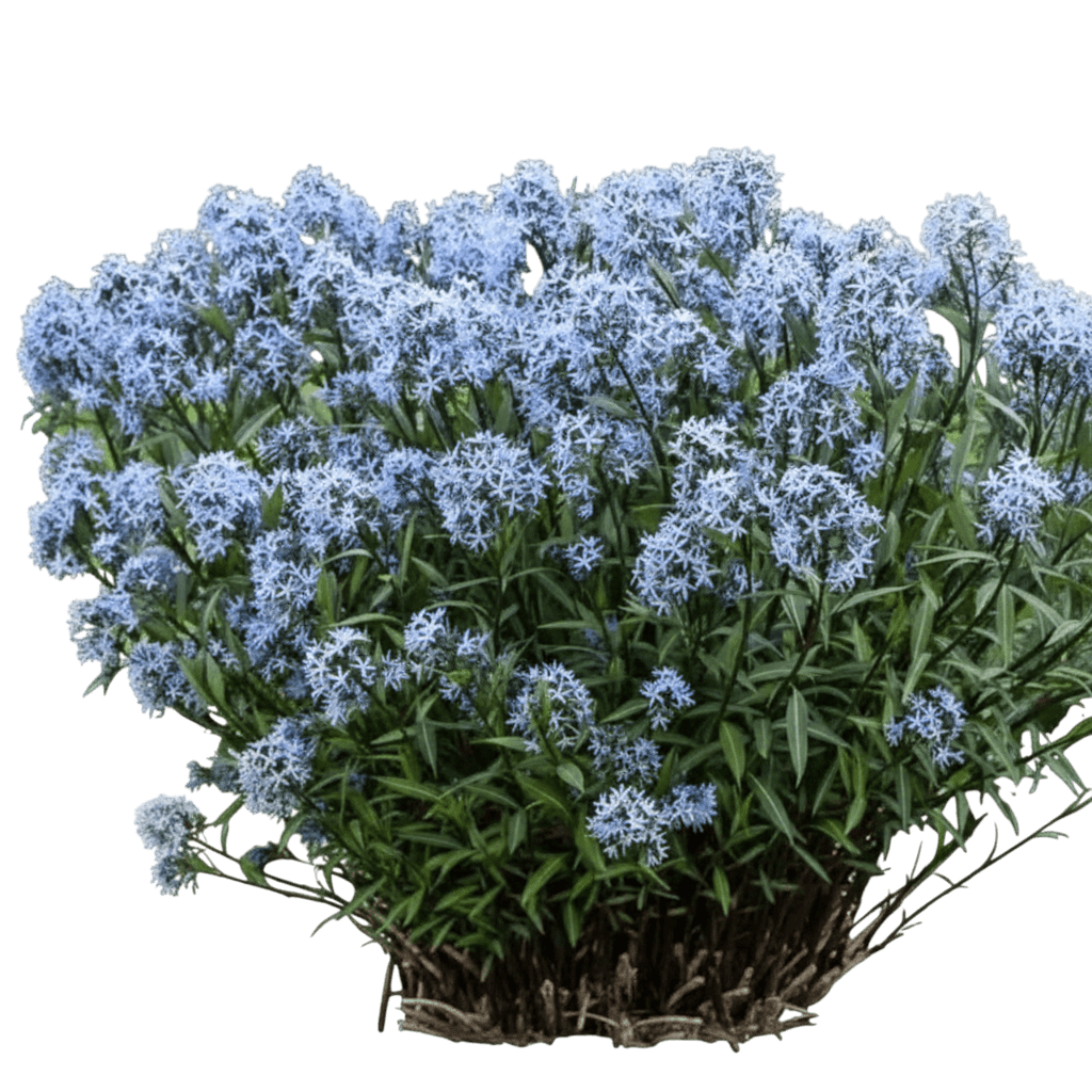 Bluestar (Amsonia Tabernaemontana 'Storm Cloud') - Perennials