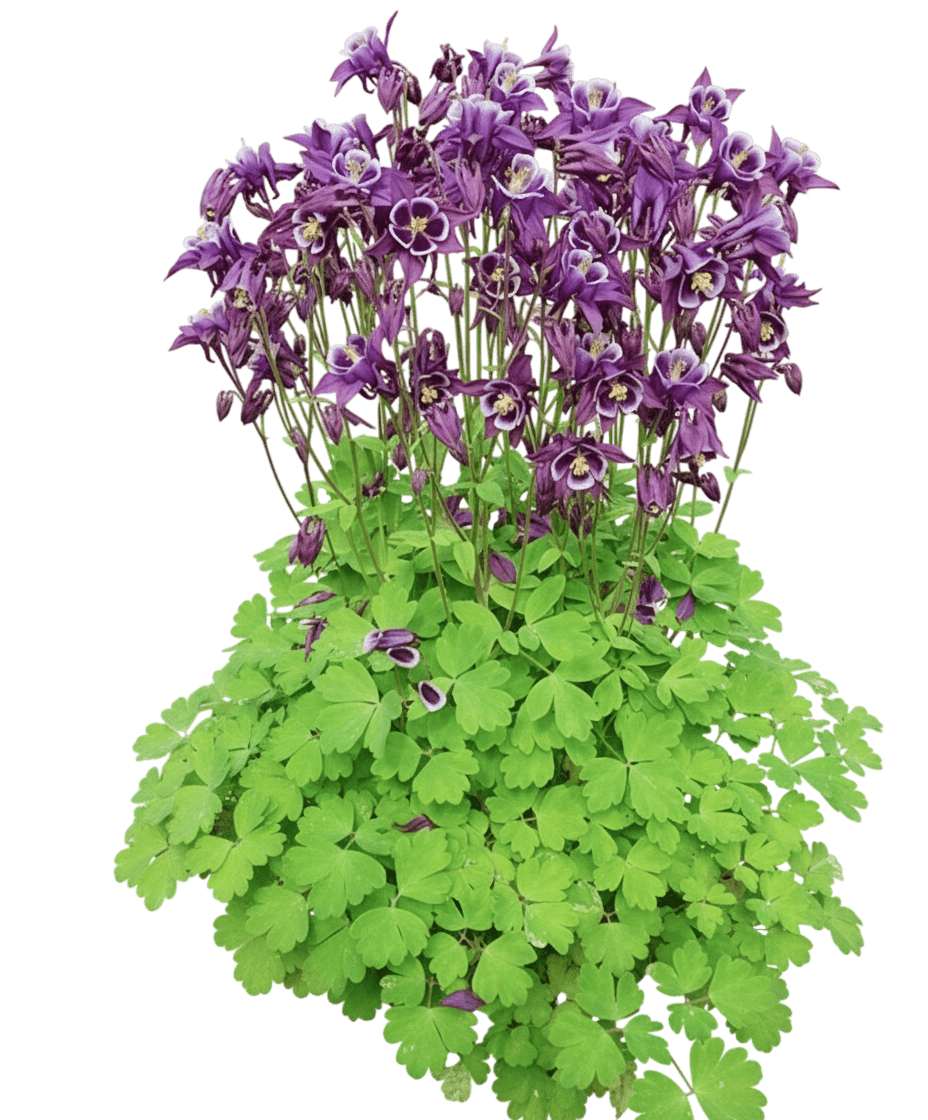 Columbine, Winky Purple And White (Aquilegia Vulgaris 'Winky Purple And White') - Perennials