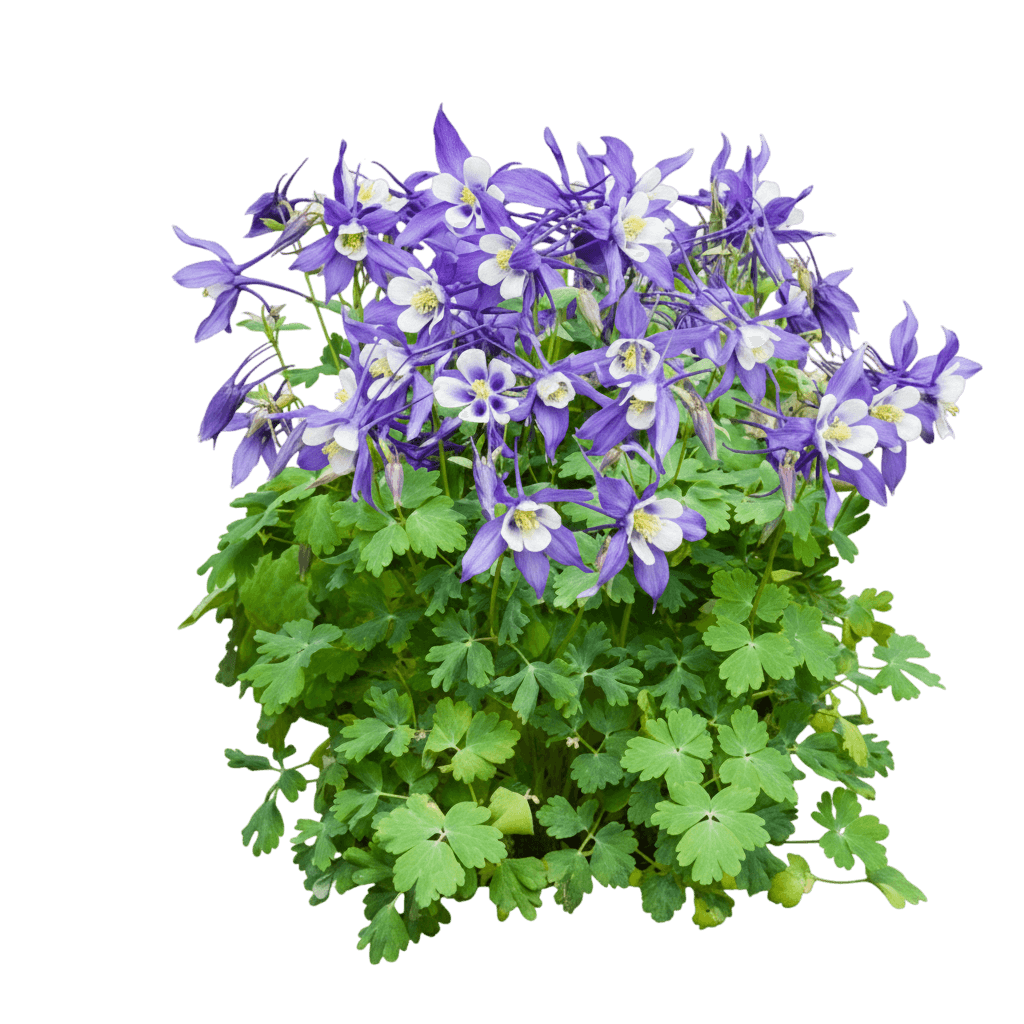 Columbine, 'Kirigami Blue And White' (Aquilegia X Caerulea 'Kirigami Blue And White') - Perennials