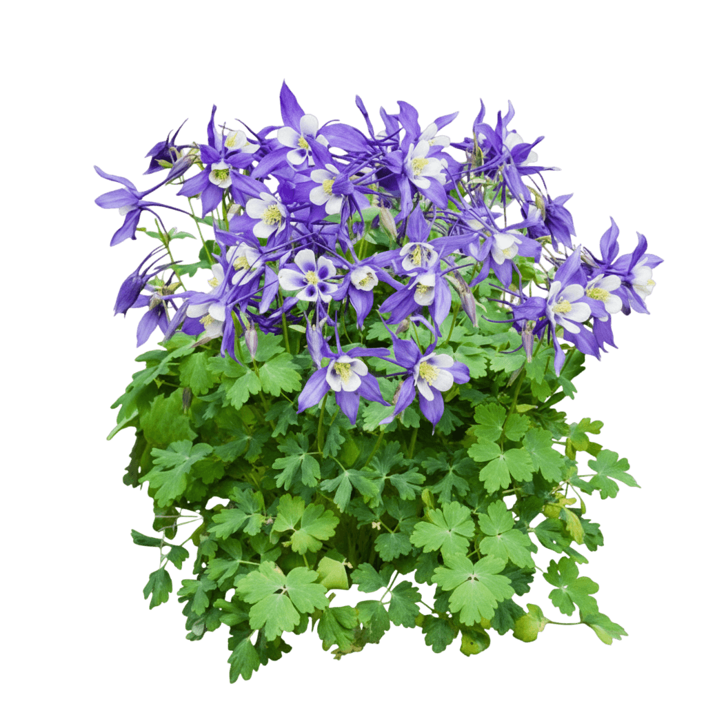 Columbine, Origami Blue And White (Aquilegia X Caerulea 'Origami Blue & White') - Perennials