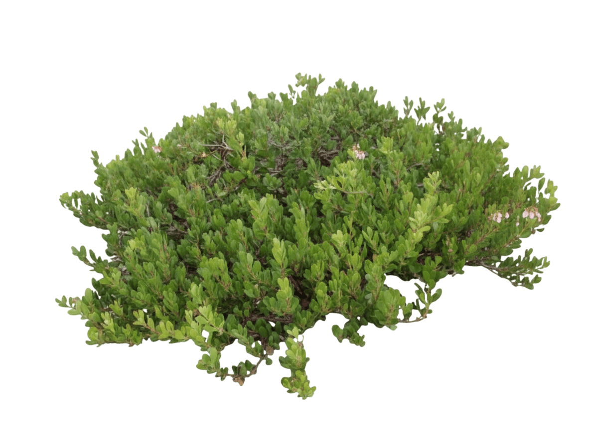 Manzanita, Chieftain (Arctostaphylos X Coloradensis 'Chieftain') - Ground Layers