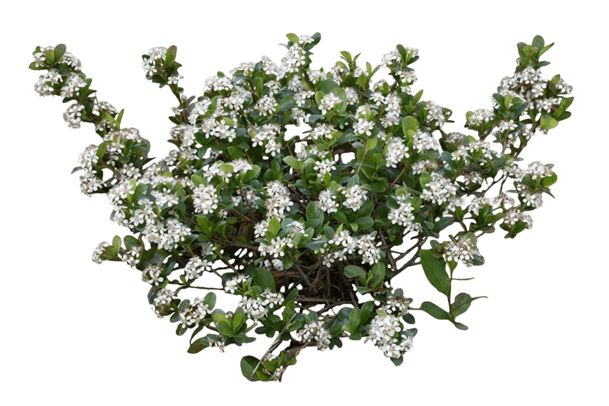 Low Scape Mound® Chokeberry (Aronia Melanocarpa Low Scape Mound 'Uconnam165') - Ground Layers
