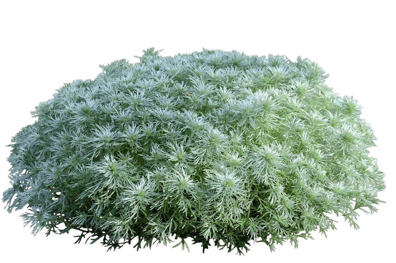 Silver Mound Artemisia (Artemisia Schmidtiana 'Silver Mound') - Perennials