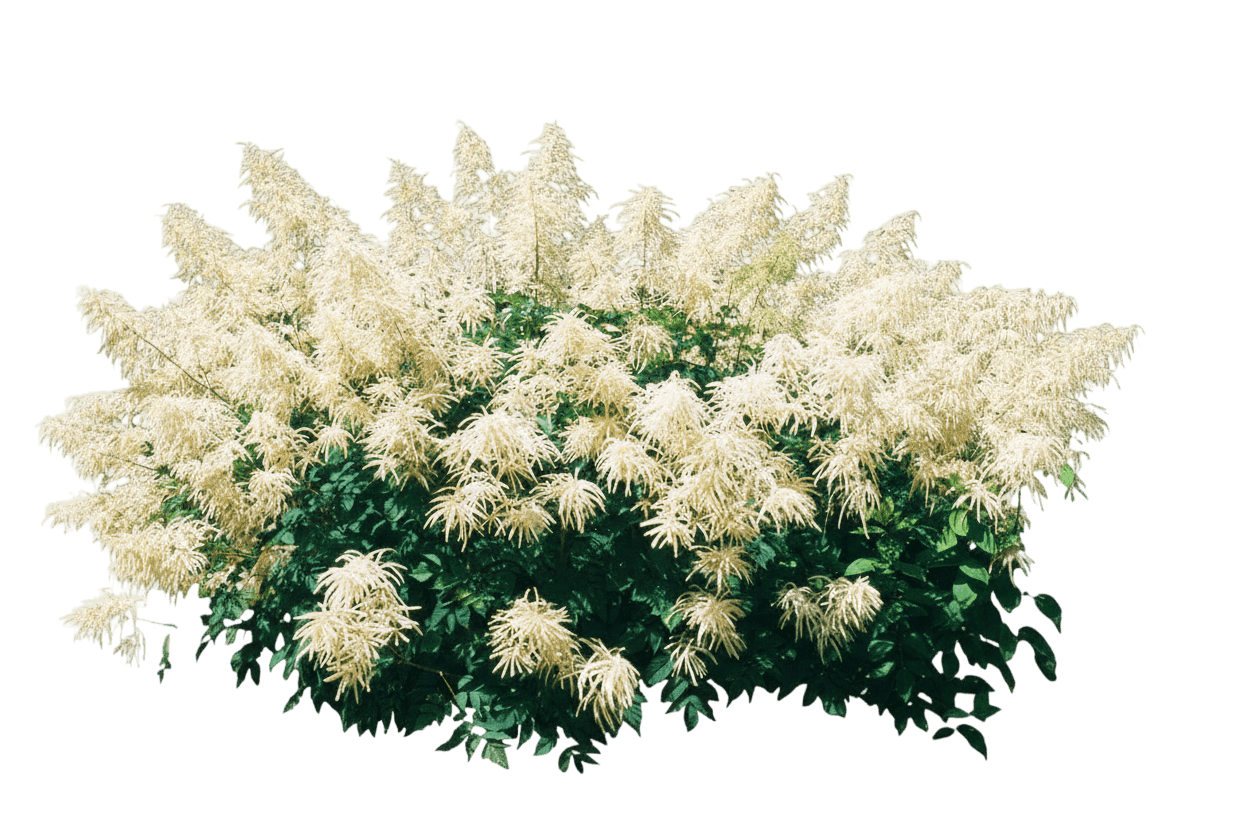 Goats Beard (Aruncus Dioicus) - Perennials