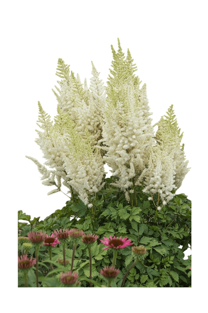 False Spirea (Astilbe C. ‘Ivory Pearls’) - Perennials