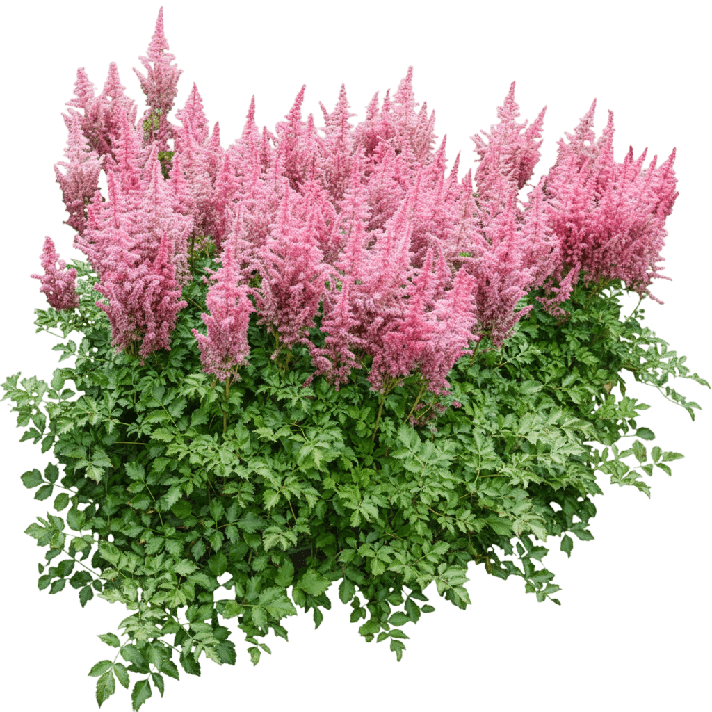 Rise And Shine Astilbe (Astilbe 'Rise And Shine') - Perennials