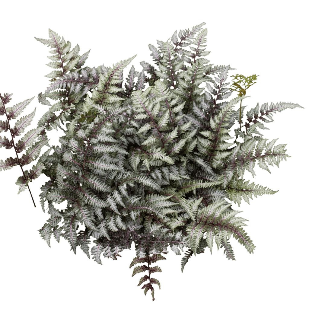 Regal Red Painted Fern (Athyrium Niponicum Var. Pictum 'Regal Red') - Perennials