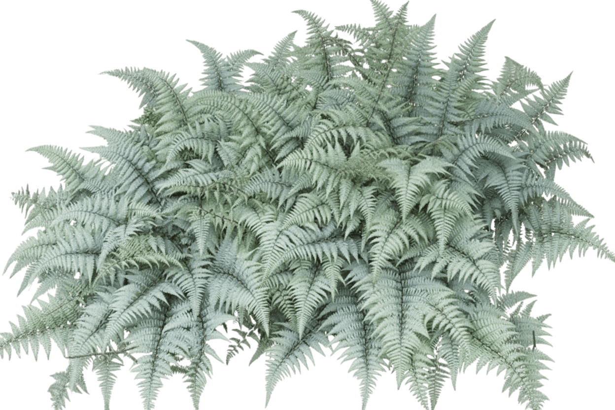 Ghost Fern (Athyrium X 'Ghost') - Perennials