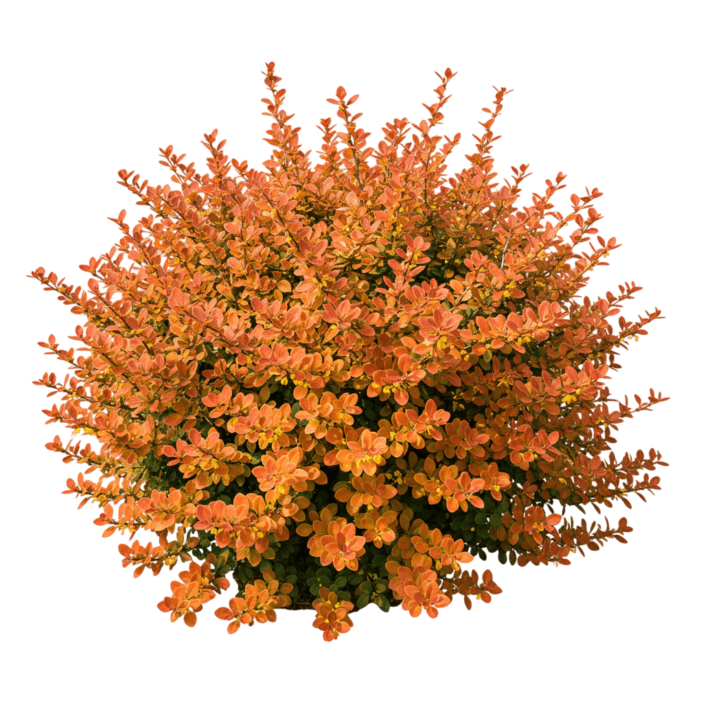 Sunjoy® Tangelo Barberry (Berberis Thunbergii Byrne' Sunjoy Tangelo 'O') - Ground Layers