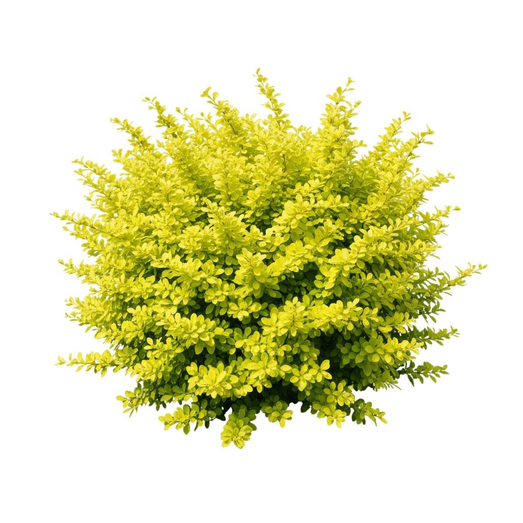 Sunjoy® Citrus Barberry (Berberis Thunbergii Sunjoy Citrus 'Koren') - Ground Layers
