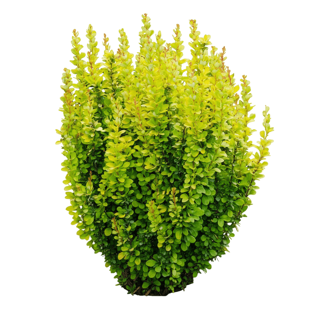 Sunjoy Gold Pillar® Barberry (Berberis Thunbergii Sunjoy Gold Pillar 'Maria') - Ground Layers