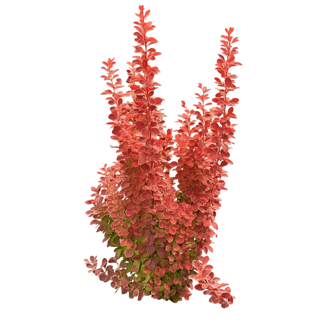 Sunjoy Orange Pillar™ Barberry (Berberis Thunbergii Sunjoy Orange Pillar 'Ncbt3') - Ground Layers