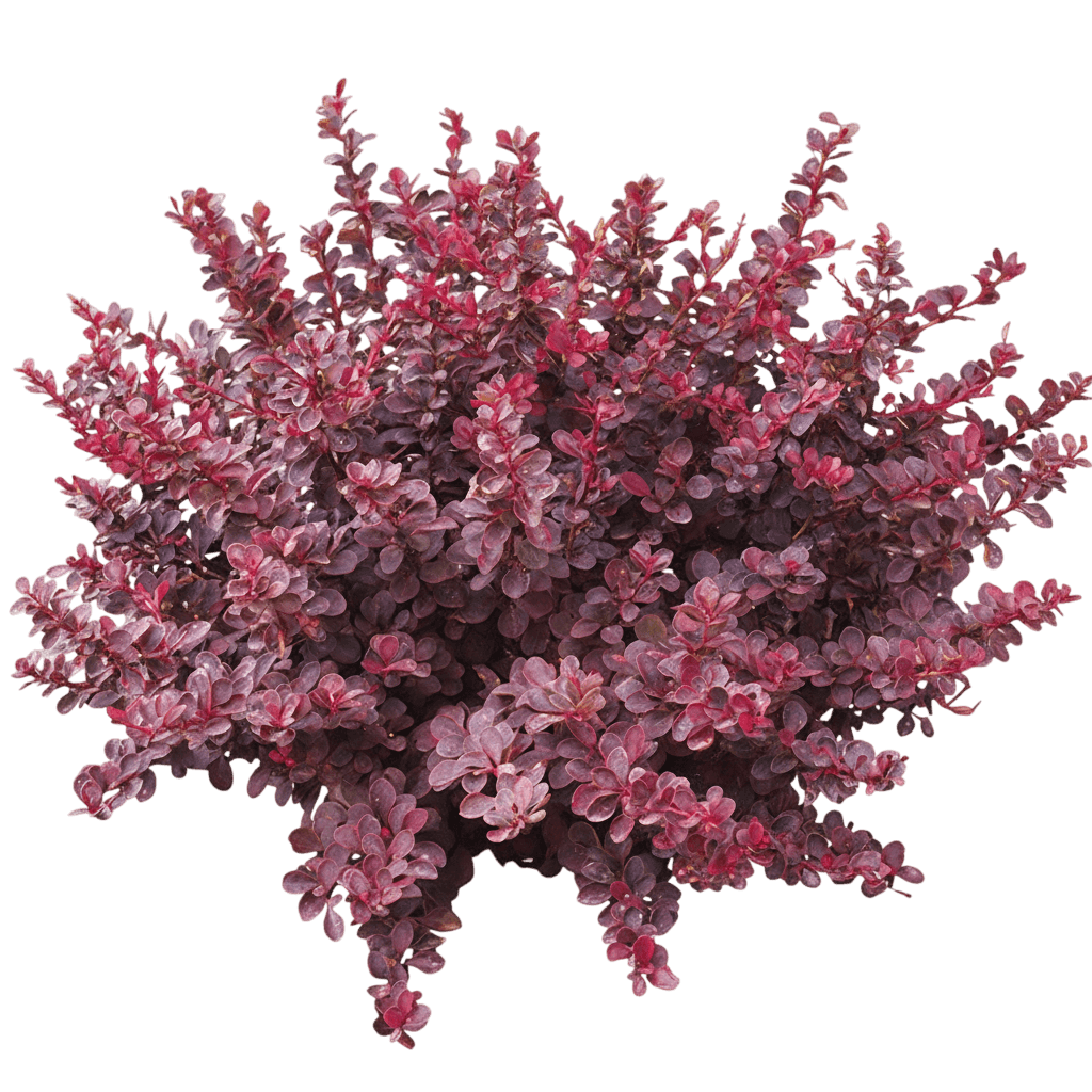 Rose Glow Barberry (Berberis Thunbergii Var. Atropurpurea 'Rose Glow') - Ground Layers