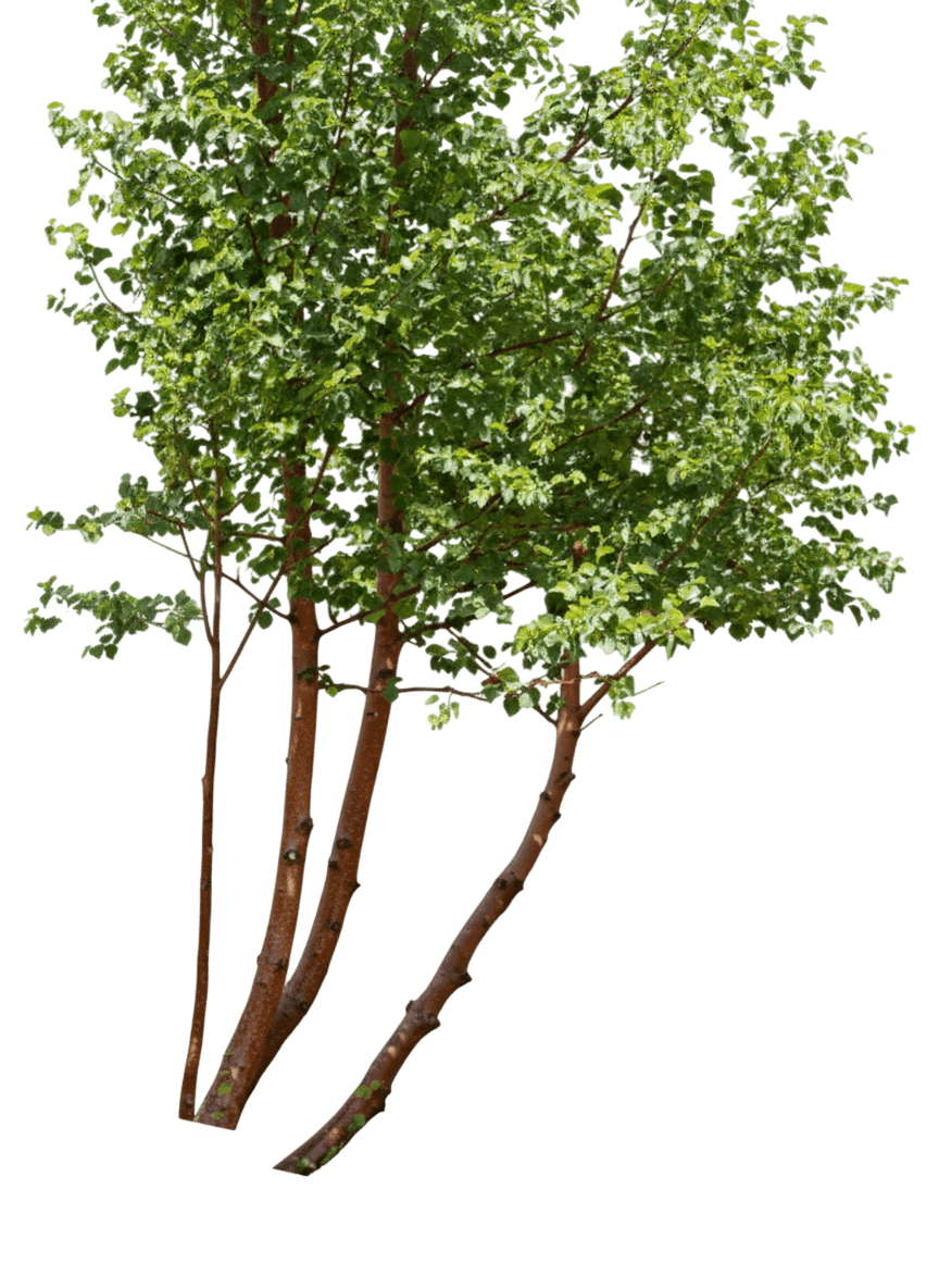 Birch, Western River *Call For Availability* (Betula Occidentalis) - Shade Trees