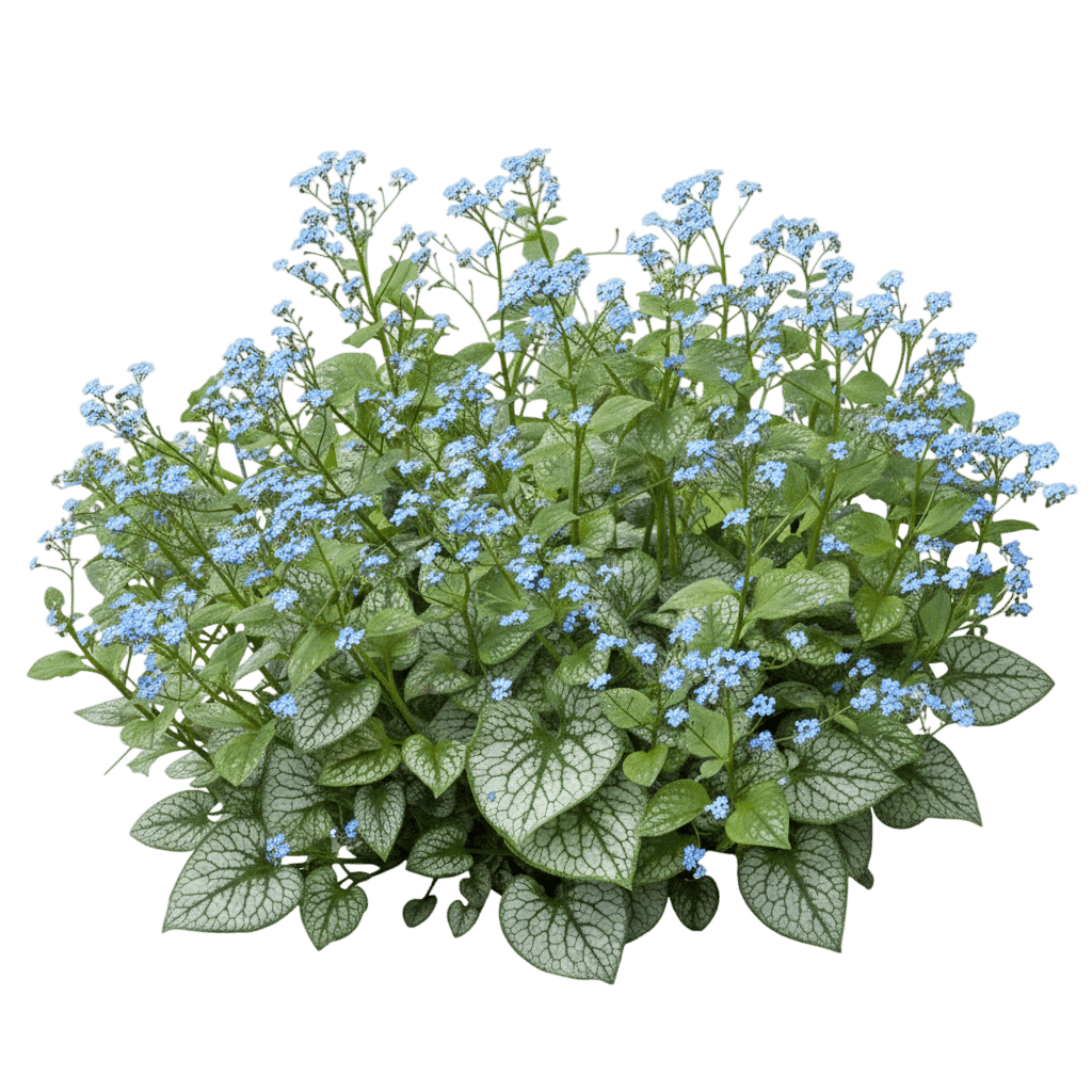 Alexandria Great Bugloss (Brunnera Macrophylla 'Alexandria') - Perennials