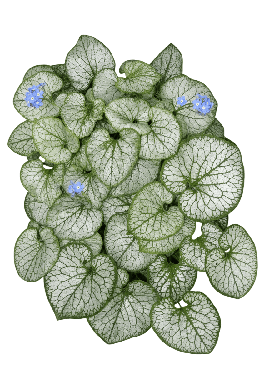 Brunnera, Jack Frost Heartleaf (Brunnera Macrophylla Uspp 13,859 'Jack Frost') - Perennials