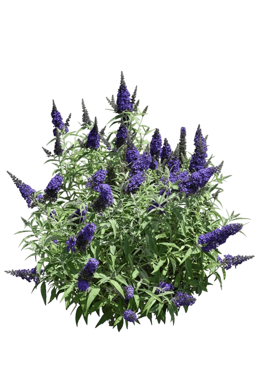 Butterfly Bush, 'Buzz Midnight' (Buddleia Davidii 'Buzz Midnight') - Ground Layers