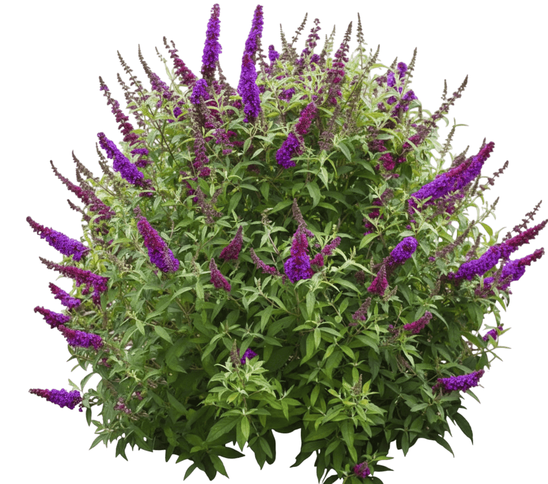 Butterfly Bush, Petite Blue Heaven (Buddleia Davidii 'Fly Pt Blu Hvn Pp22069') - Ground Layers