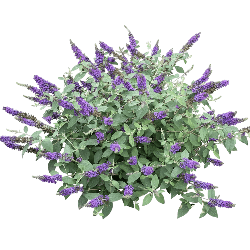 Butterfly Bush, Lo & Behold Blue Chip Jr. (Buddleia Davidii 'Lo & Behold Blue Chip Jr') - Ground Layers