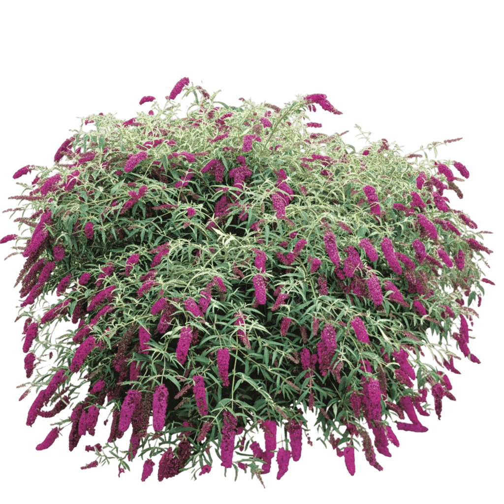 Butterfly Bush, 'Royal Red' (Buddleia Davidii 'Royal Red') - Perennials