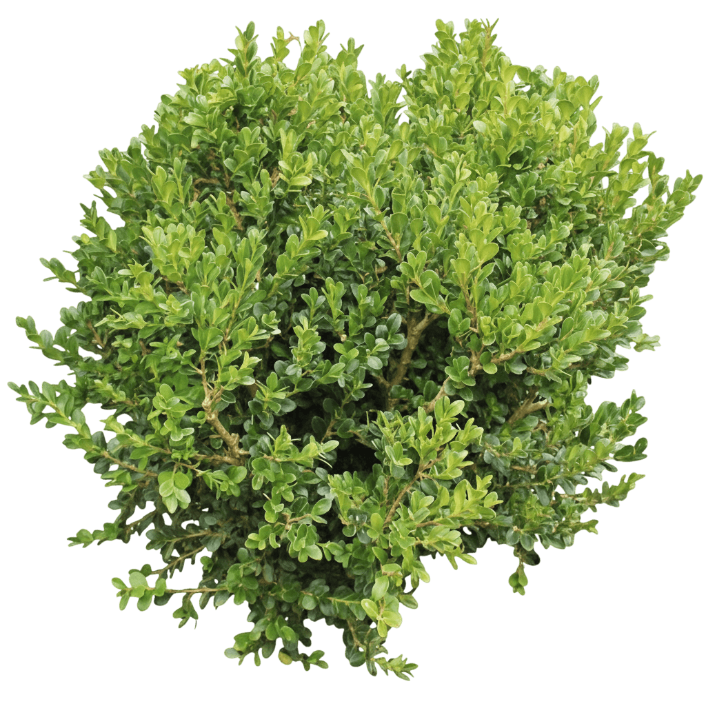 Boxwood, Green Beauty (Buxus Microphylla ‘Green Beauty’ Var. Japonica) - Ground Layers