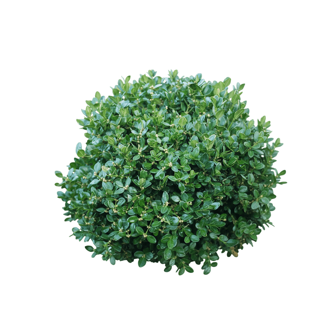Winter Gem Boxwood (Buxus Microphylla Var. Japonica 'Winter Gem') - Ground Layers
