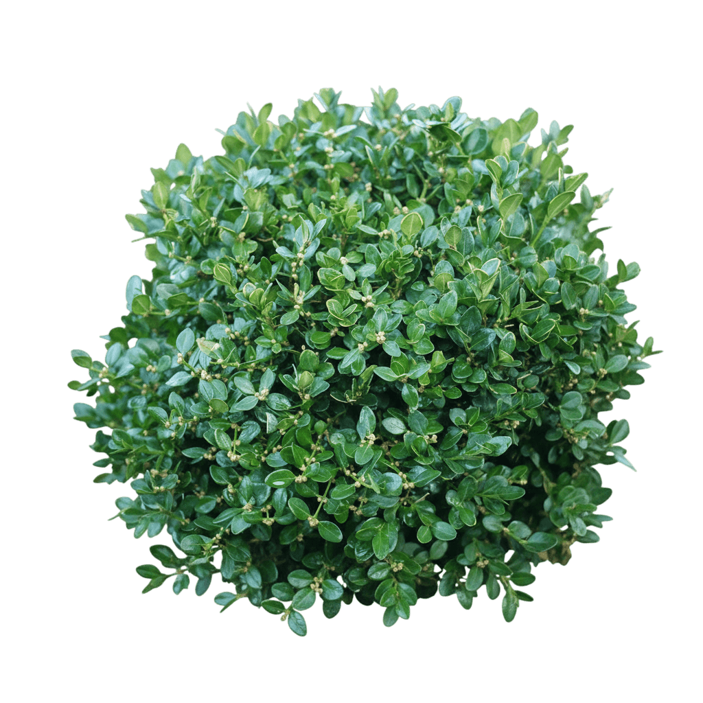 Winter Gem Asian Boxwood (Buxus Microphylla Var. Koreana 'Winter Gem') - Ground Layers