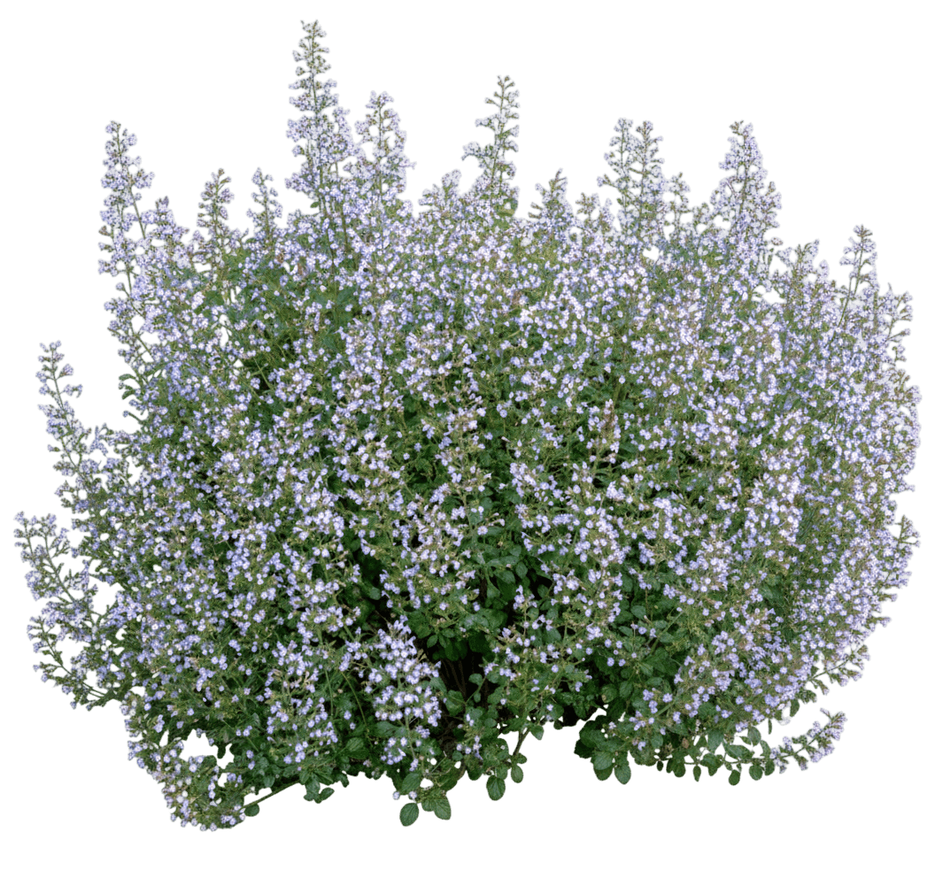 Calamint (Calamintha Nepeta Ssp. Nepeta) - Perennials