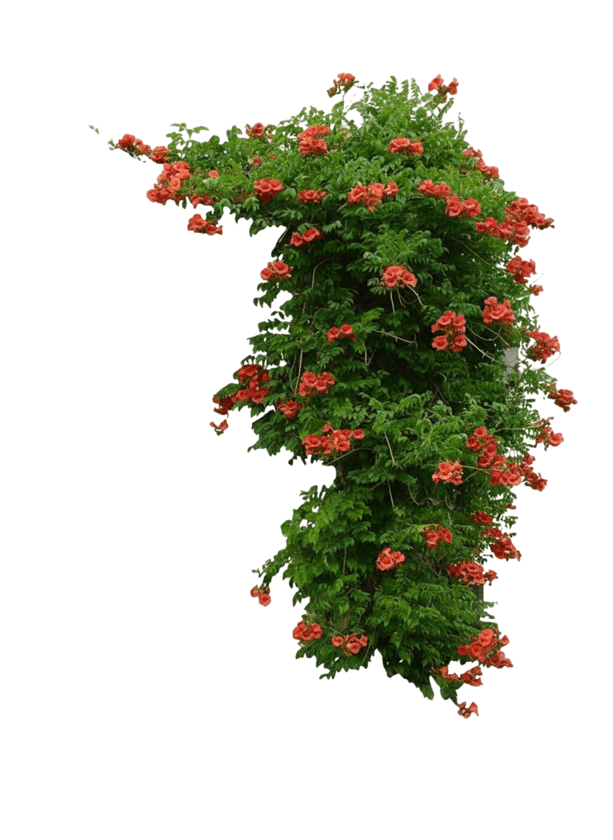 Madame Galen Trumpetvine (Campsis X Tagliabuana Madam Galen 'Rutcam') - Ground Layers