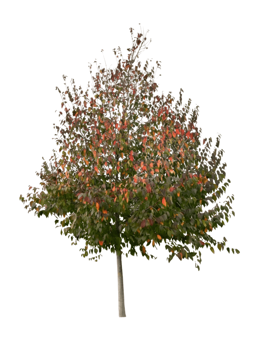 Native Flame® American Hornbeam (Carpinus Caroliniana Native Flame 'Jfs-Kw6') - Shade Trees