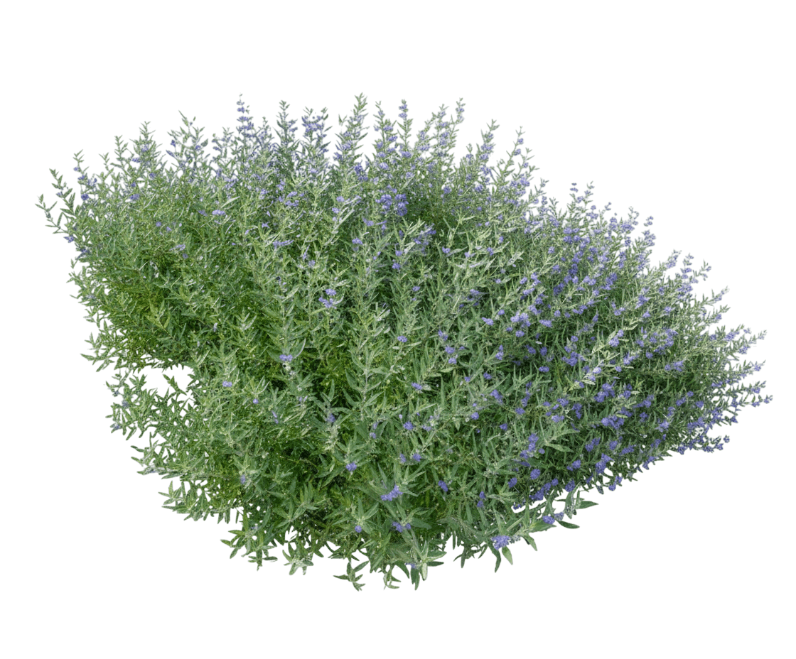 Spirea, Blue Mist (Caryopteris X Clandonensis 'Blue Mist') - Ground Layers