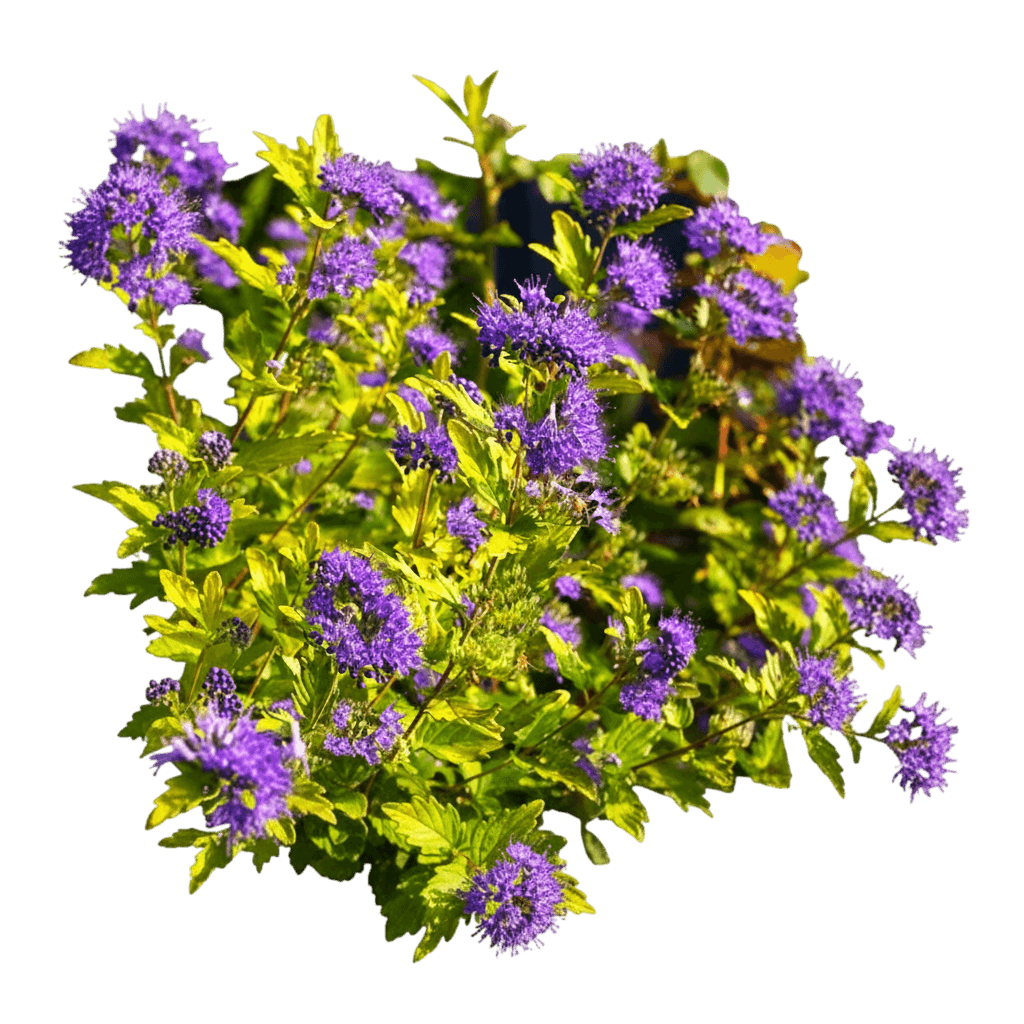 Spirea, Dwarf Yellow Blue Mist (Caryopteris X Clandonensis 'Dwarf Yellow') - Ground Layers