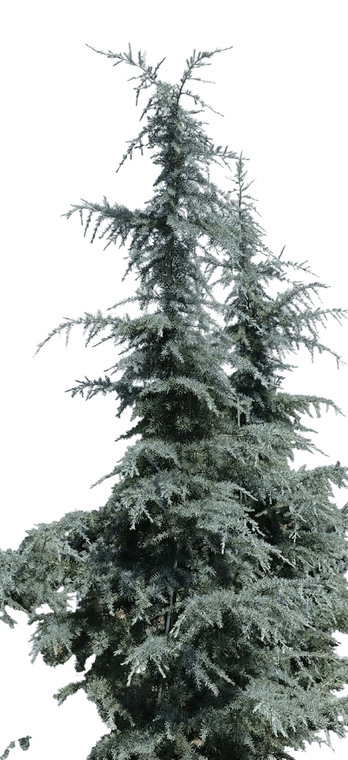 Feelin' Blue Himalayan Cedar (Cedrus Deodara Blue 'Feelin') - Ground Layers