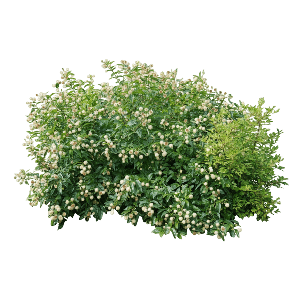 Sugar Shack® 2.0 Buttonbush (Cephalanthus Occidentalis Sugar Shack 'Smcoss') - Ground Layers